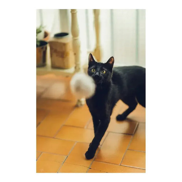 Cat Wand Gloria Gaudí Wood Pompom (6 cm) 🐱🎣